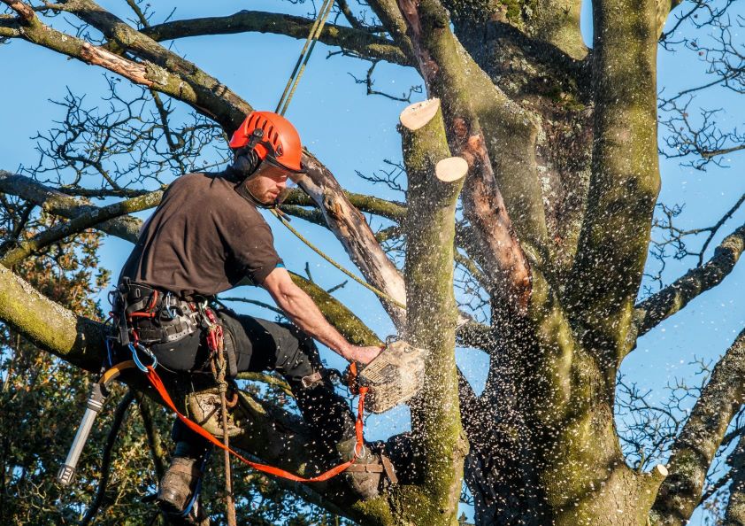 Tree trimmer and arborists insurance